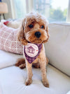 Destination Stars Hollow Dog Bandana